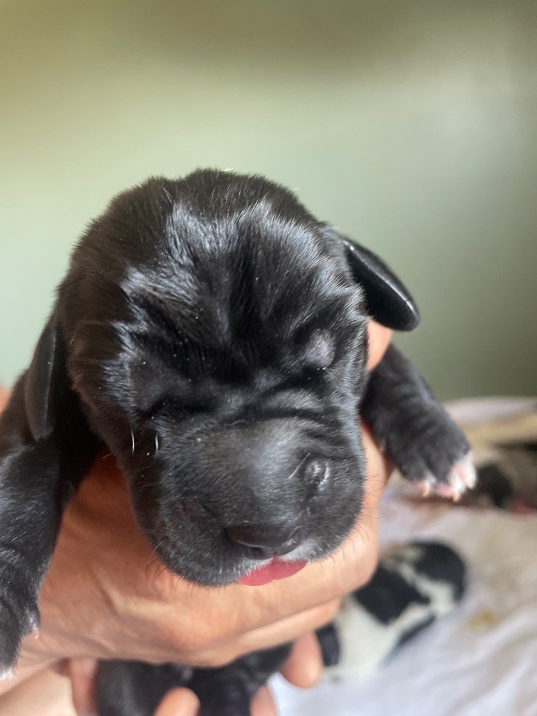 Des Comtés Séquanes - Chiots disponibles - Dogue allemand