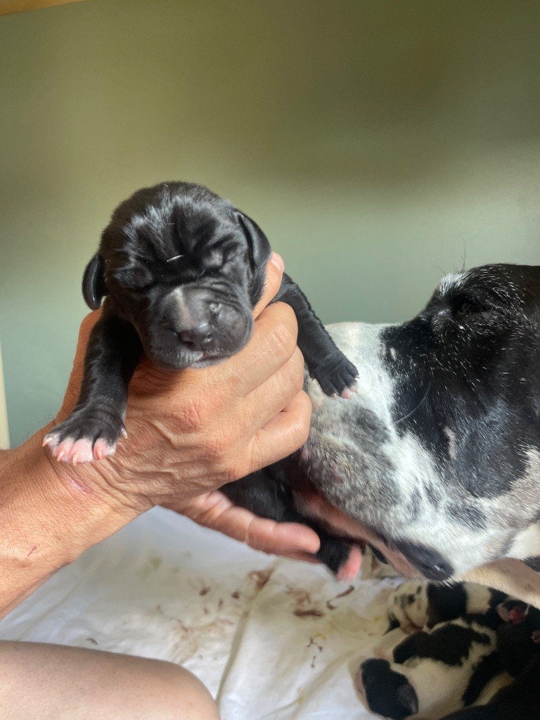 Des Comtés Séquanes - Chiots disponibles - Dogue allemand