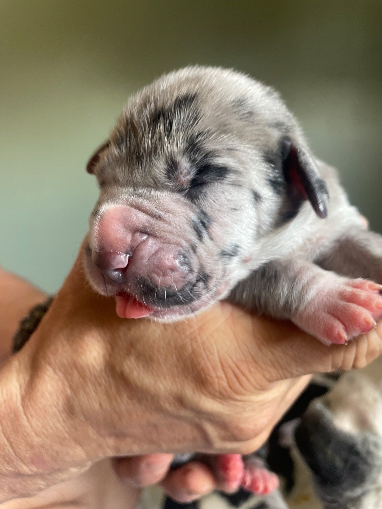 Des Comtés Séquanes - Chiots disponibles - Dogue allemand