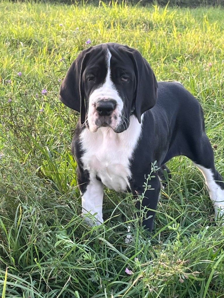 Des Comtés Séquanes - Chiots disponibles - Dogue allemand