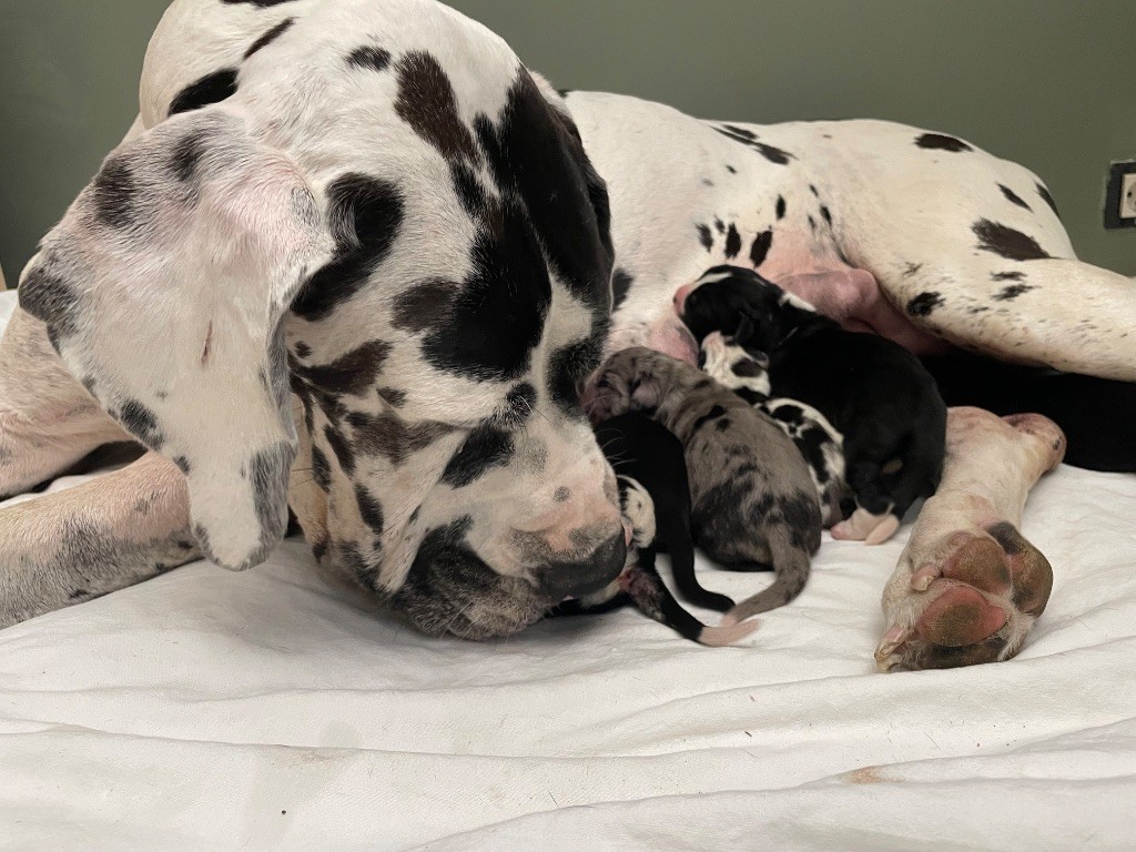 Chiot Dogue allemand Des Comtés Séquanes