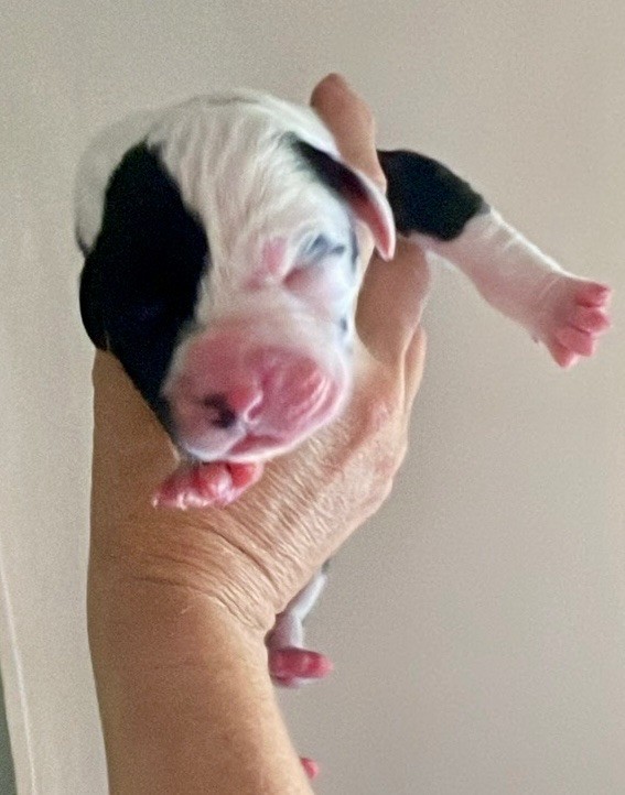 Des Comtés Séquanes - Chiots disponibles - Dogue allemand