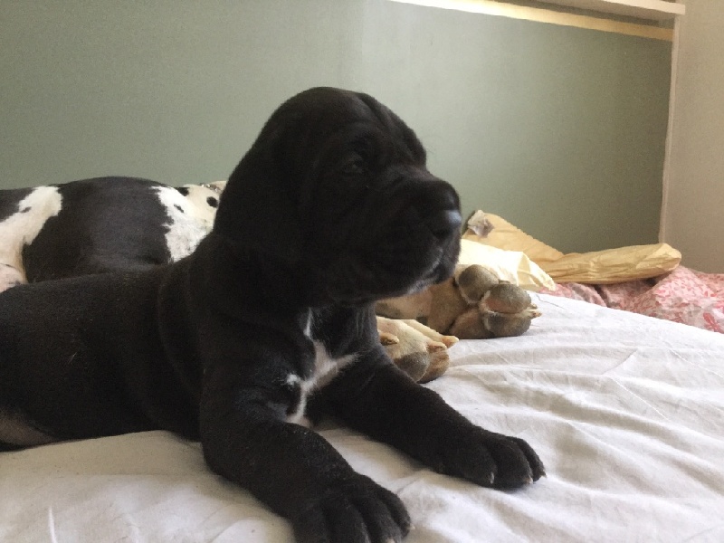 Chiot Dogue allemand Des Comtés Séquanes