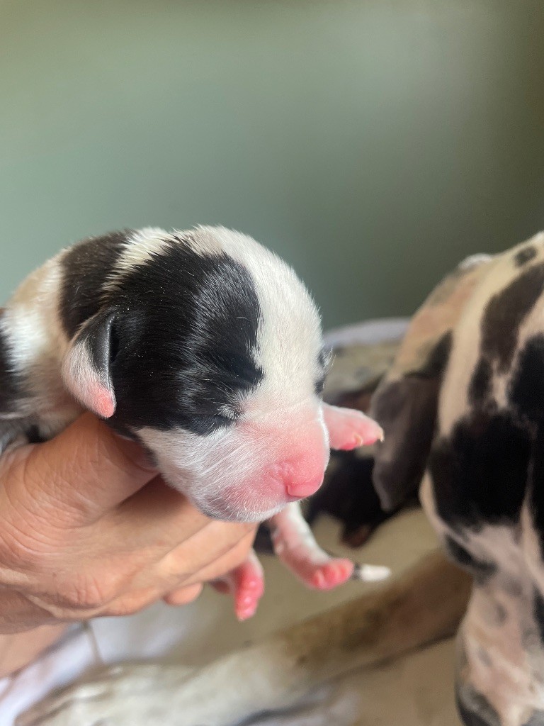Des Comtés Séquanes - Chiots disponibles - Dogue allemand