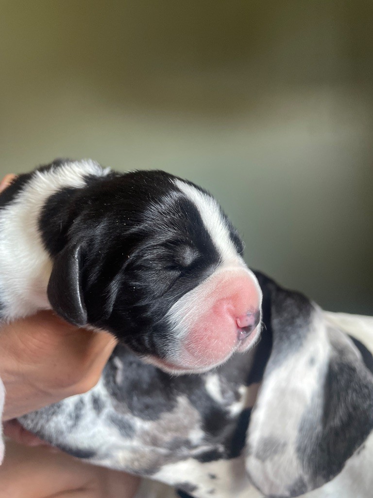 Des Comtés Séquanes - Chiots disponibles - Dogue allemand