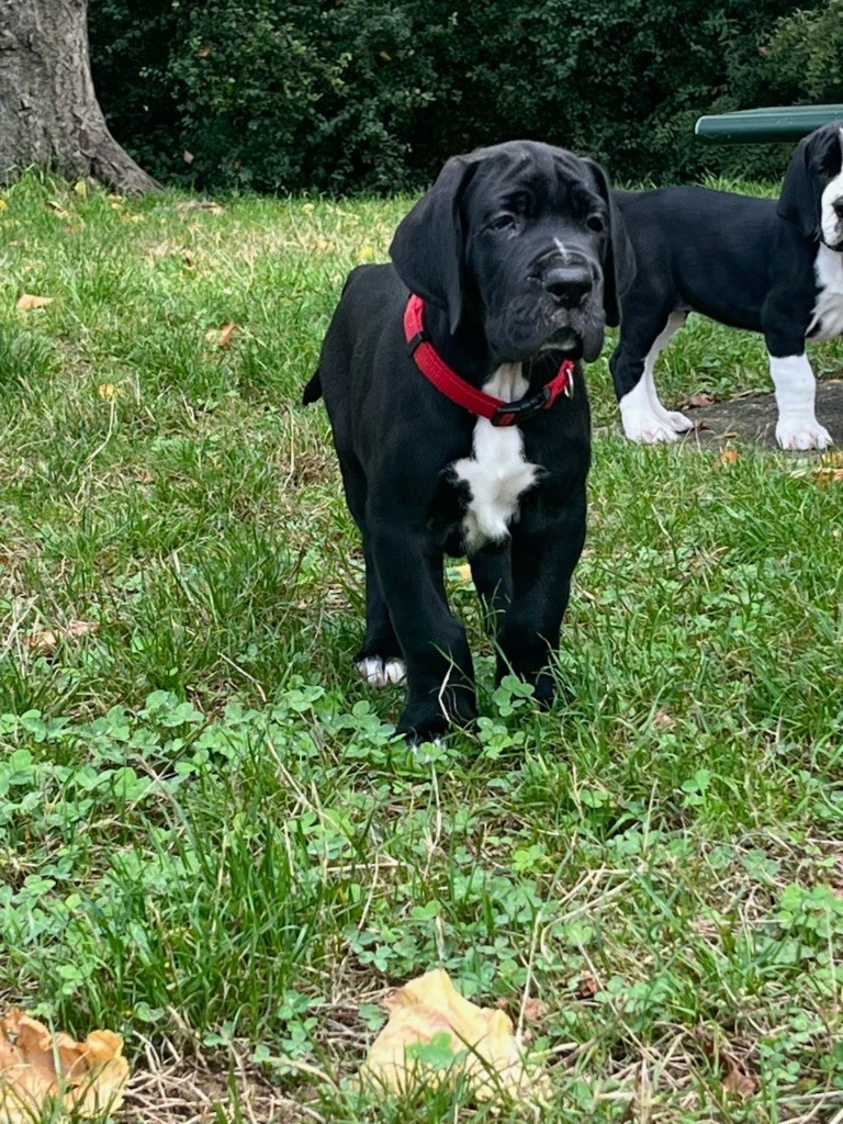 Des Comtés Séquanes - Chiots disponibles - Dogue allemand